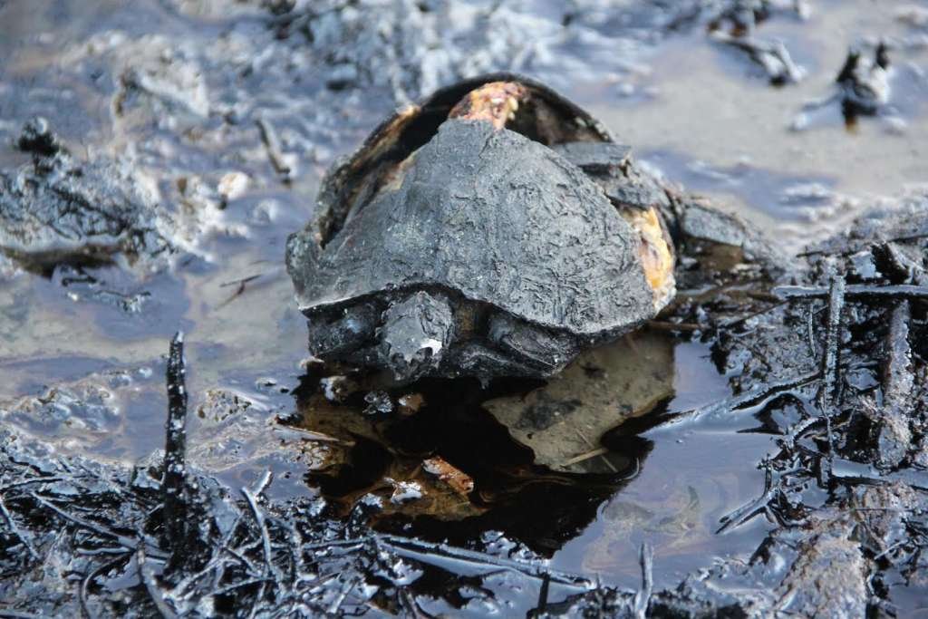 Ortega tapa gran daño ambiental - Puro Periodismo